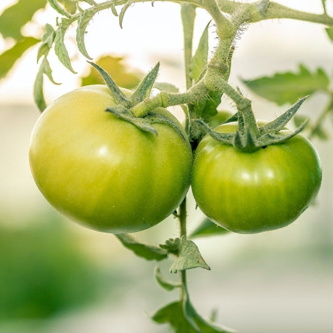 Tomato Aunt Ruby's Green
