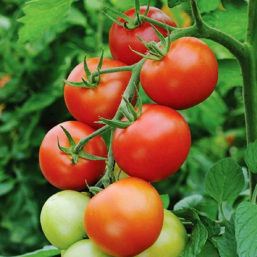 Tomato Money Maker | X 100 Seeds (Not To WA)
