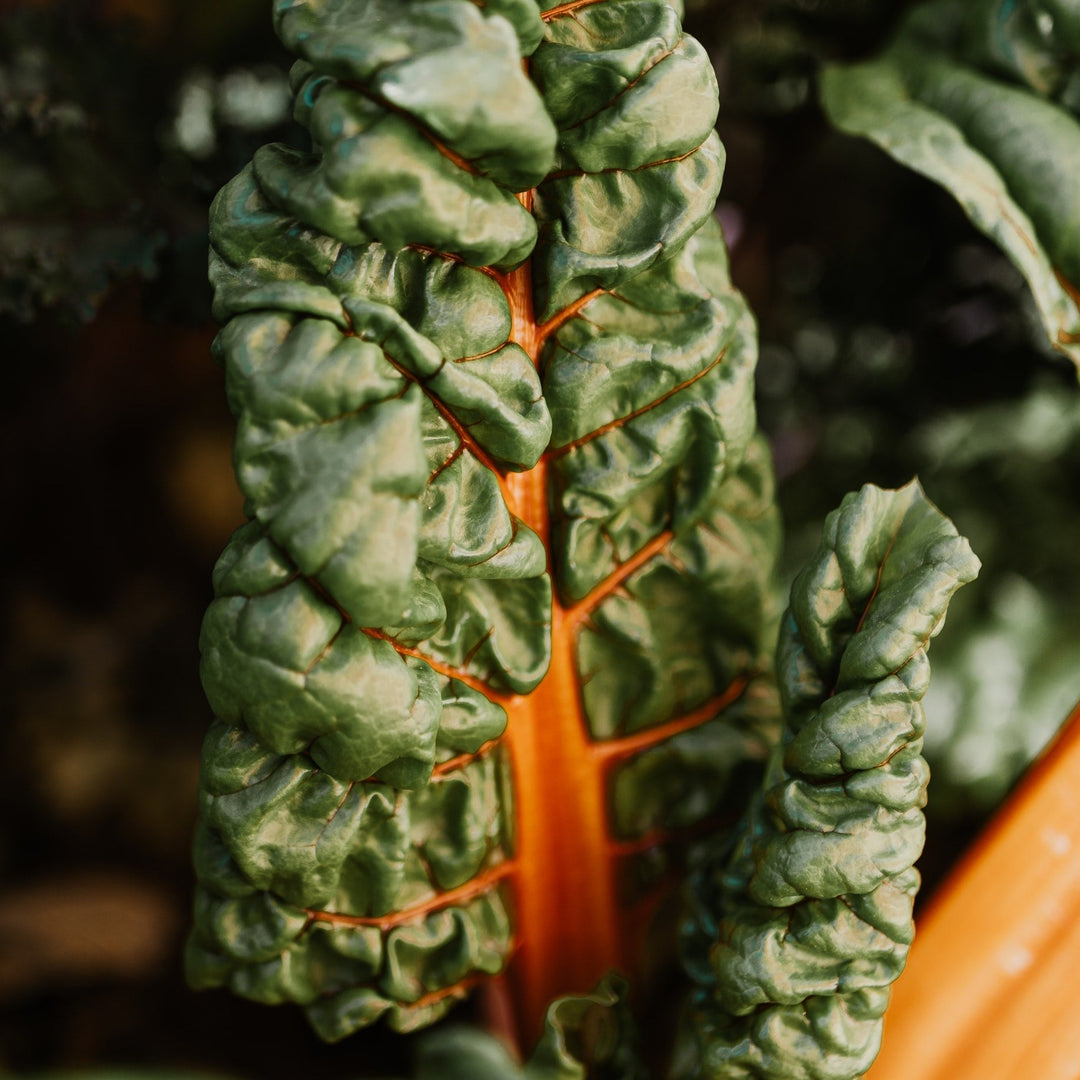 Silverbeet Golden Sunrise