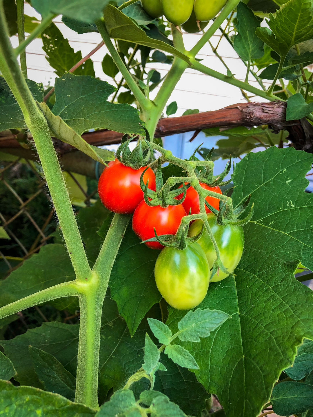 Tomato Riesentraube | x 100 Seeds (Not To WA)