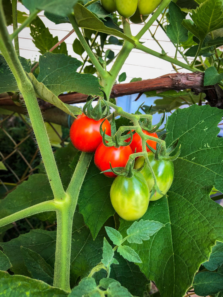 Tomato Riesentraube | x 100 Seeds (Not To WA)