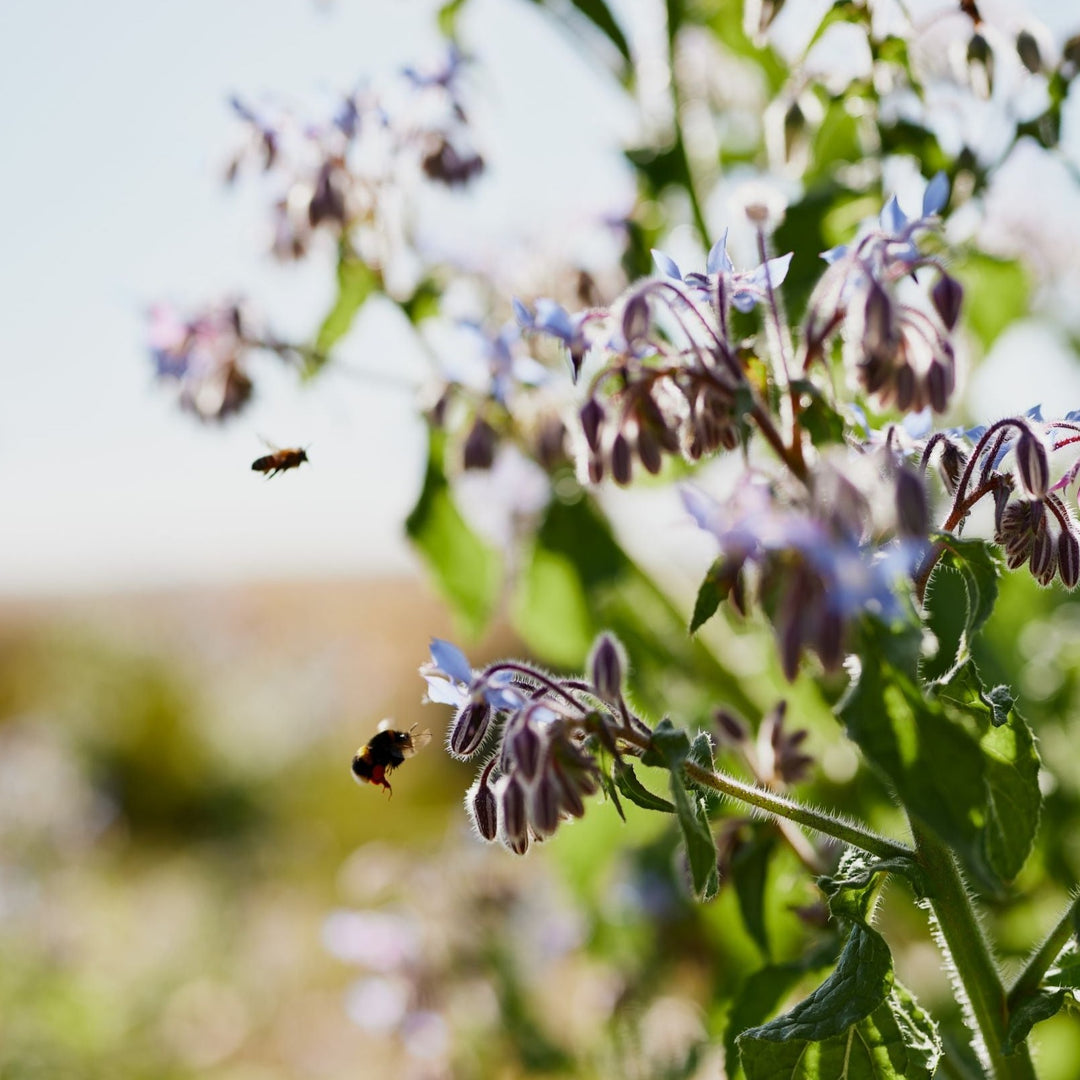 Borage Blue Flower