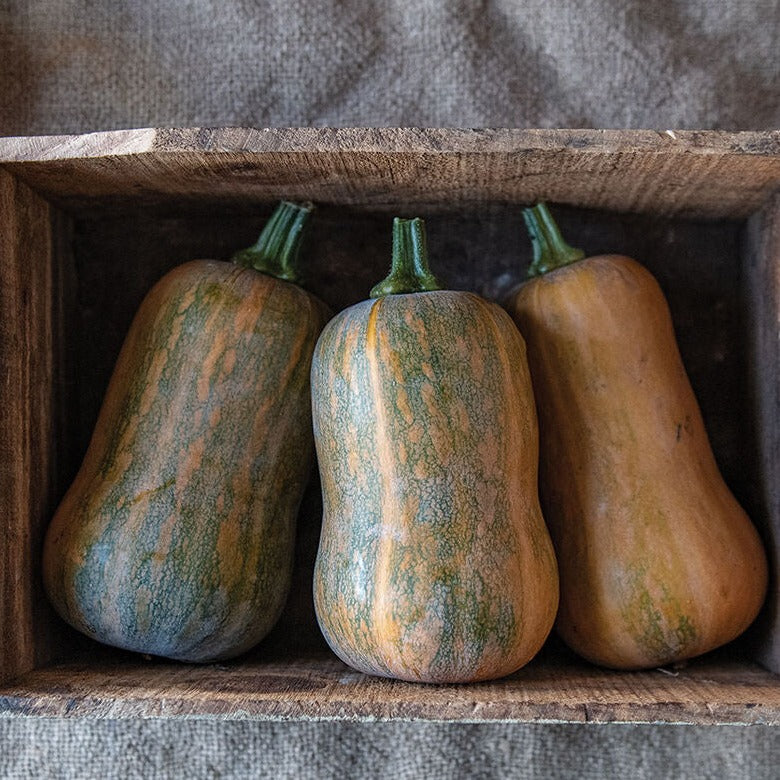 butternut pumpkin seeds