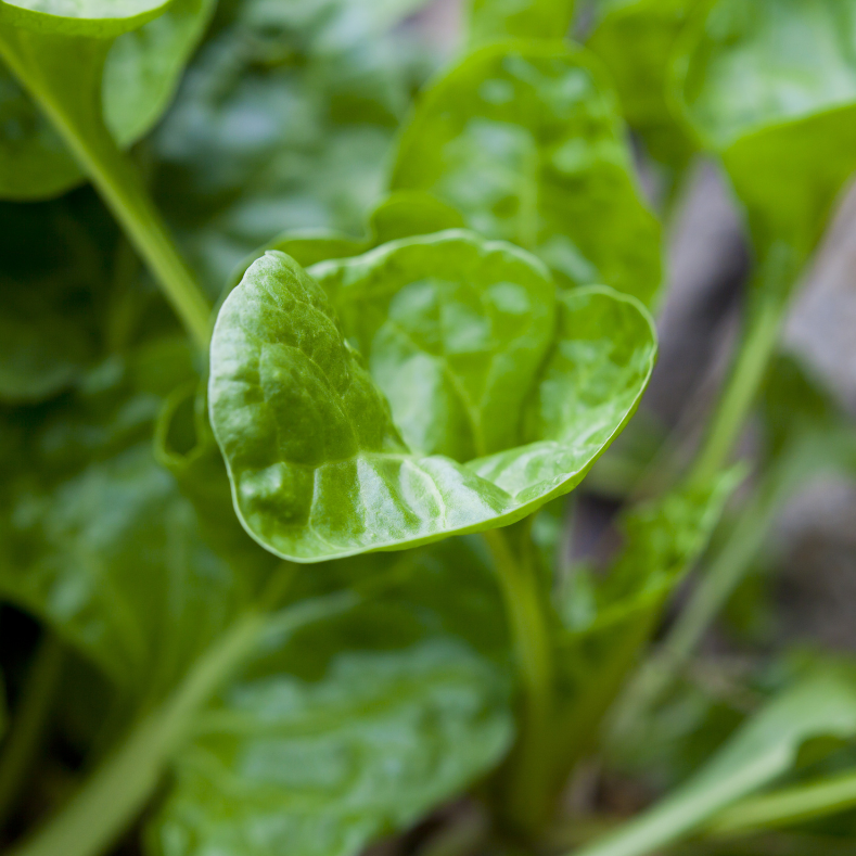 Spinach Perpetual Gator