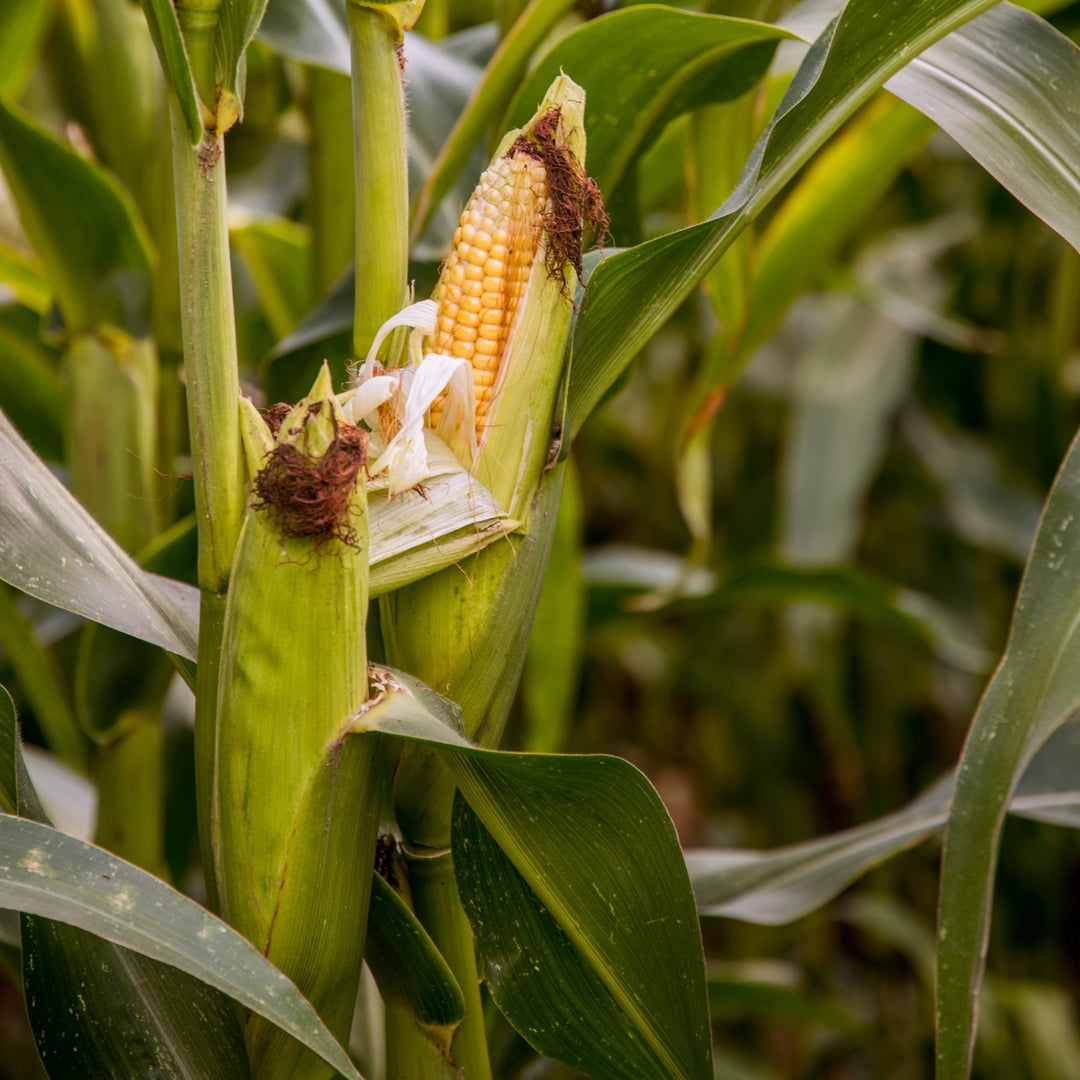 Corn Super Sweet