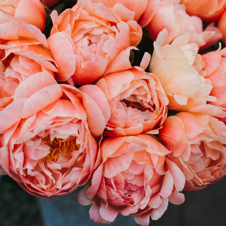 Peony Coral Charm Root Stock (NOT TO WA)