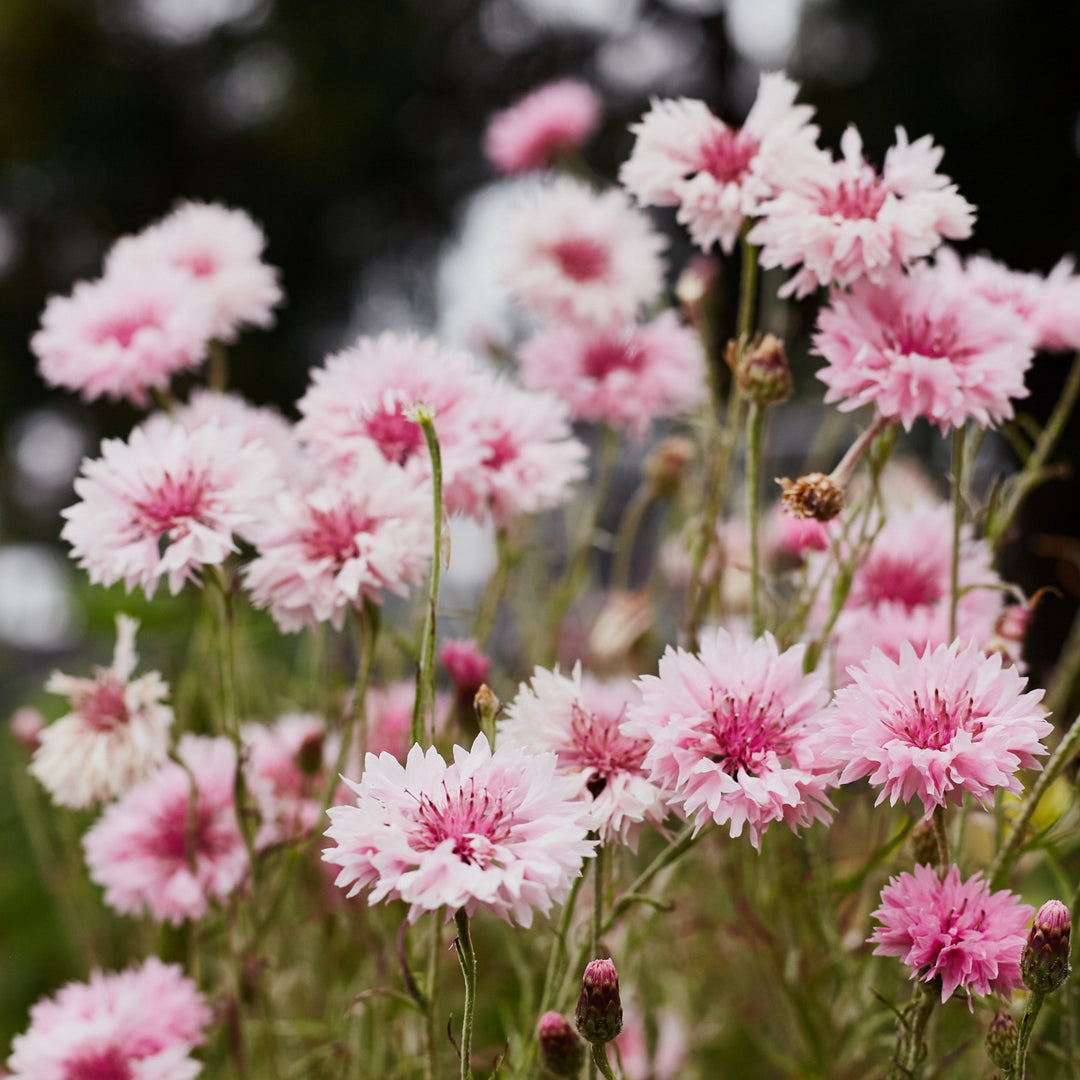 Cornflower Centaurea Pink Ball