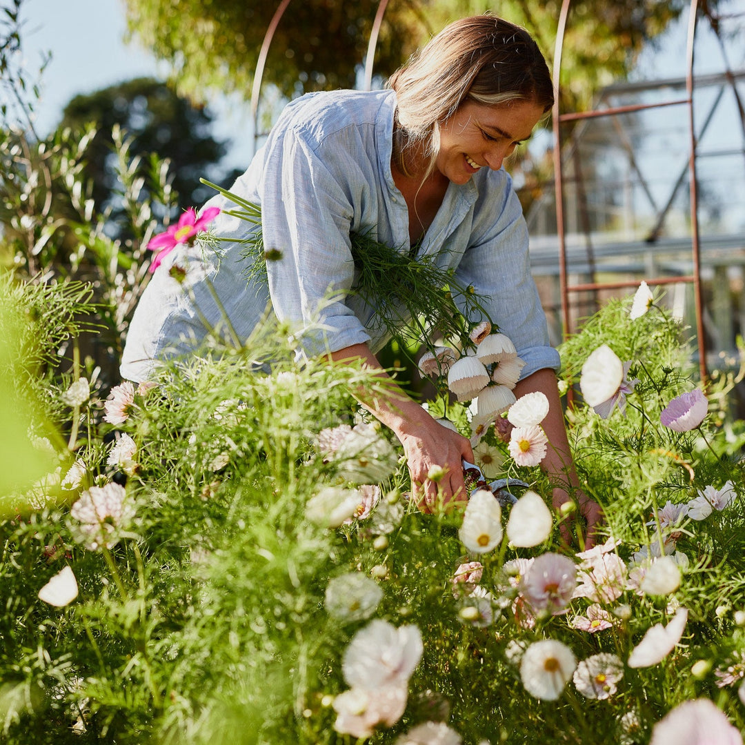 Cosmos Cupcake Mix Flower | X 30 Seeds