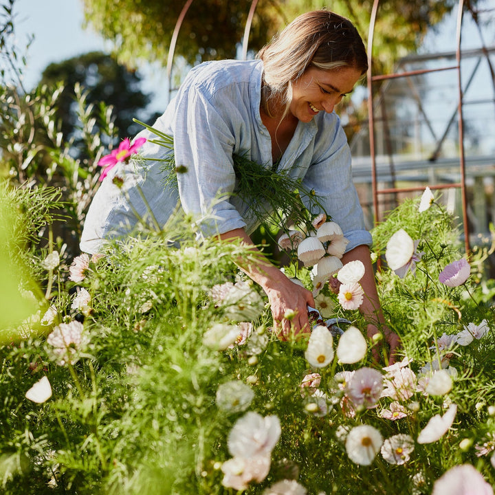 Cosmos Cupcake Mix Flower | X 30 Seeds