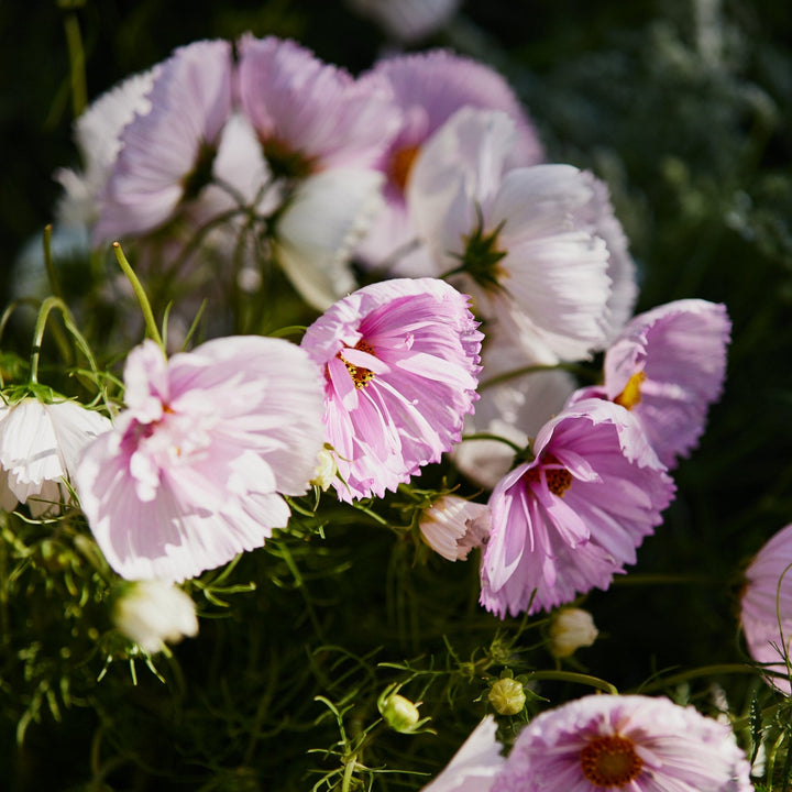 Cosmos Cupcake Mix Flower | X 30 Seeds