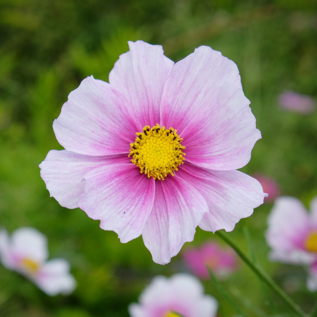 Cosmos Sensation Daydream Flower | X 50 Seeds