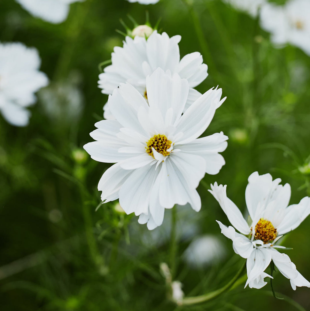 Cosmos Fizzy White Flower | X 50 Seeds