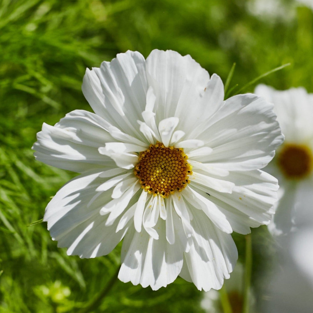 Cosmos Fizzy White Flower | X 50 Seeds