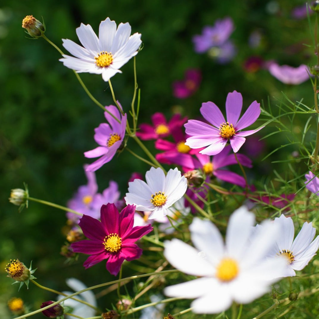 Cosmos Dwarf Vega Mix Flower