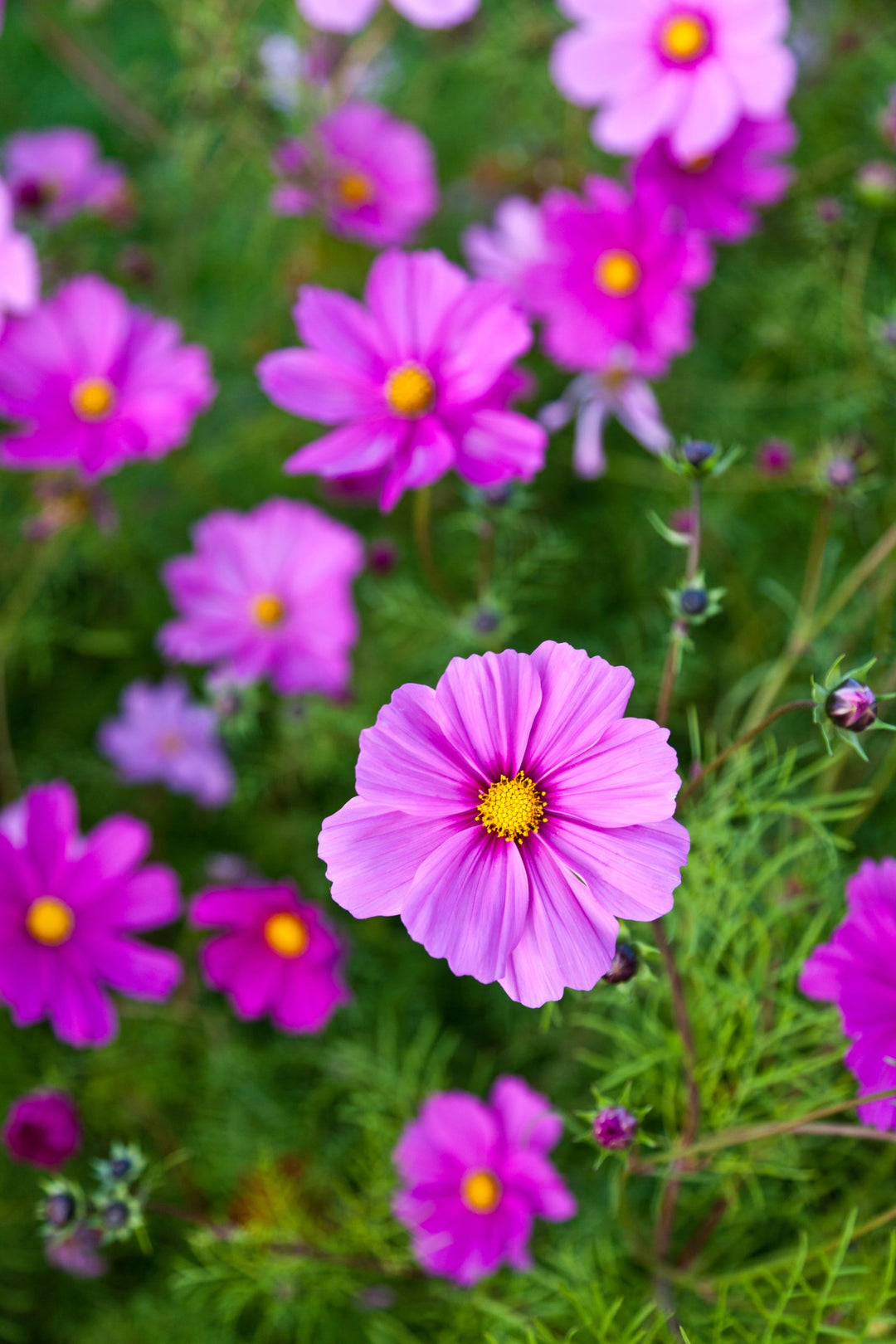 Cosmos Gloria Flower