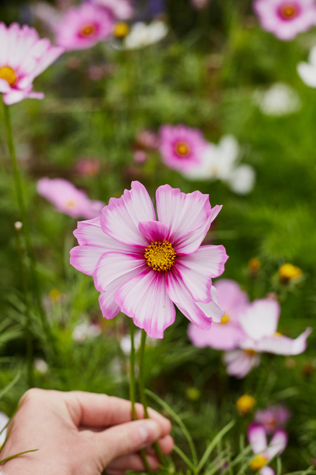 Cosmos Sensations Candy Stripe Flower | X 80 Seeds