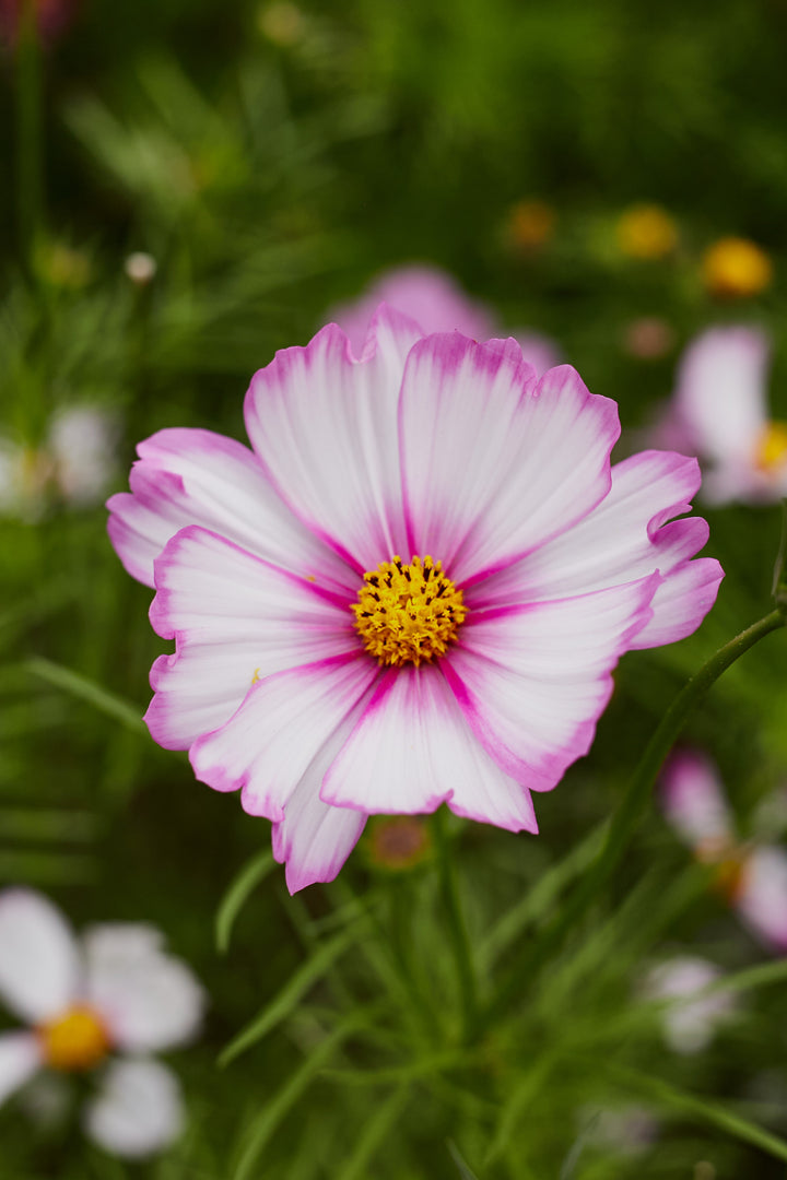 Cosmos Sensations Candy Stripe Flower | X 80 Seeds