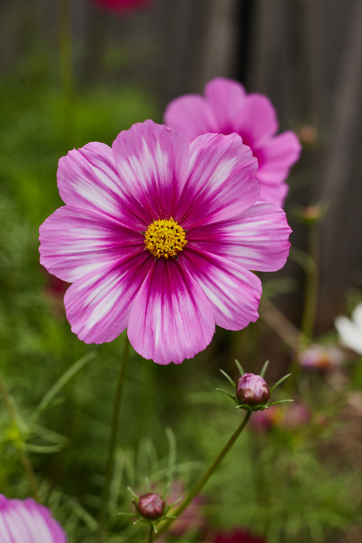 Cosmos Sensation Tall Mix Flower | X 80 Seeds