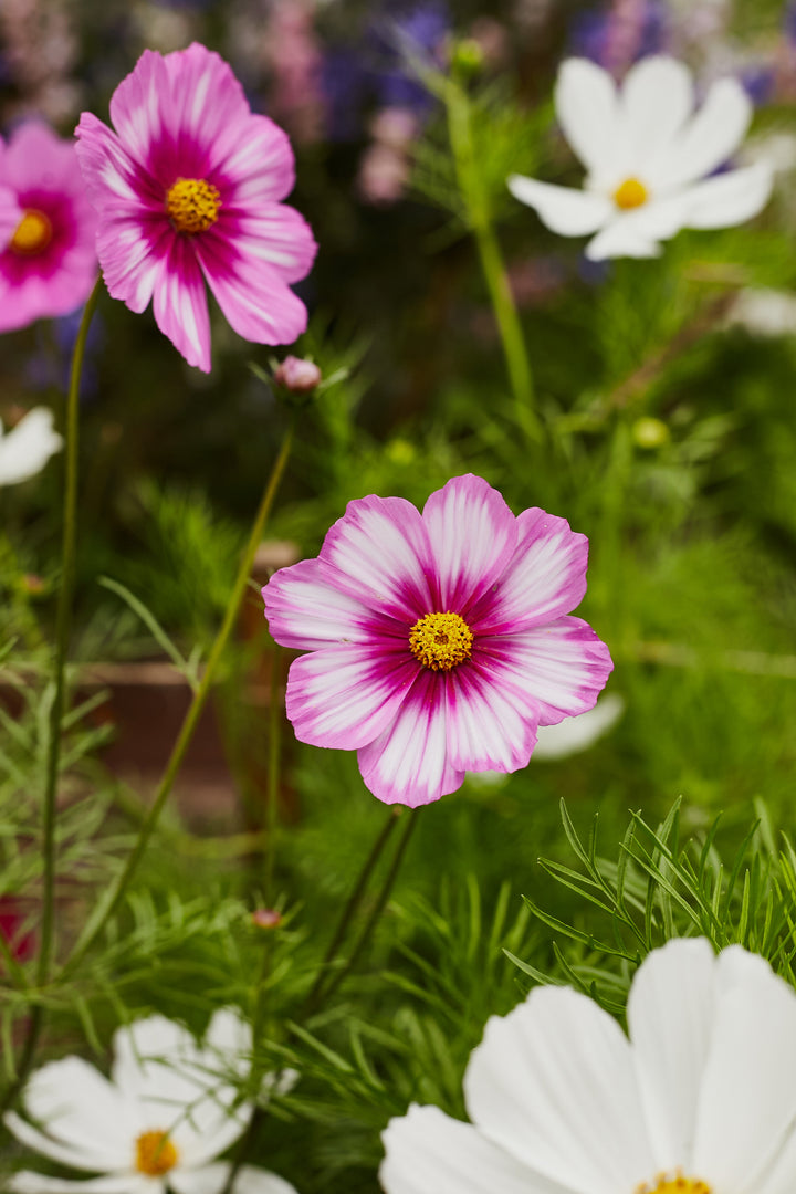 Cosmos Sensation Tall Mix Flower | X 80 Seeds