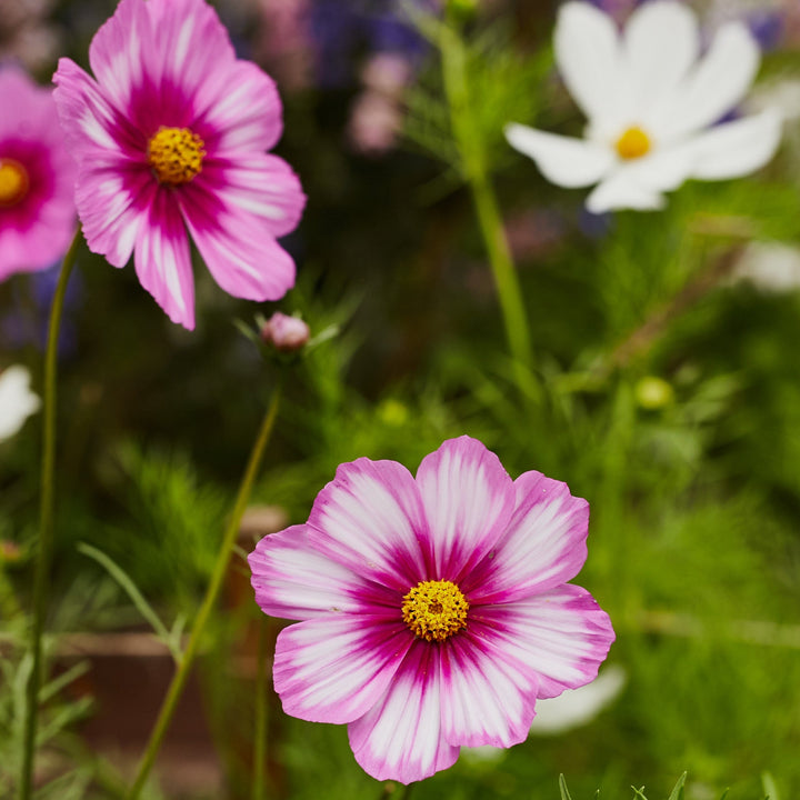 Cosmos Sensation Tall Mix Flower | X 80 Seeds