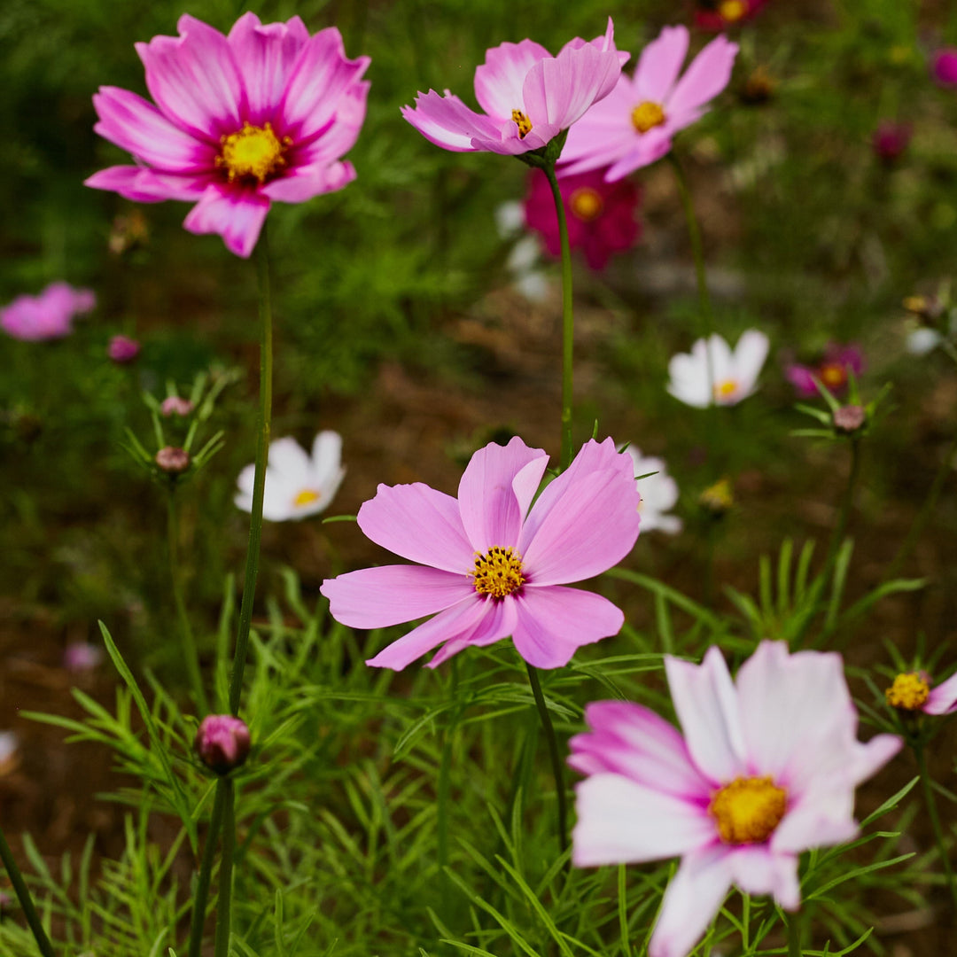 Cosmos Sensation Tall Mix Flower | X 80 Seeds