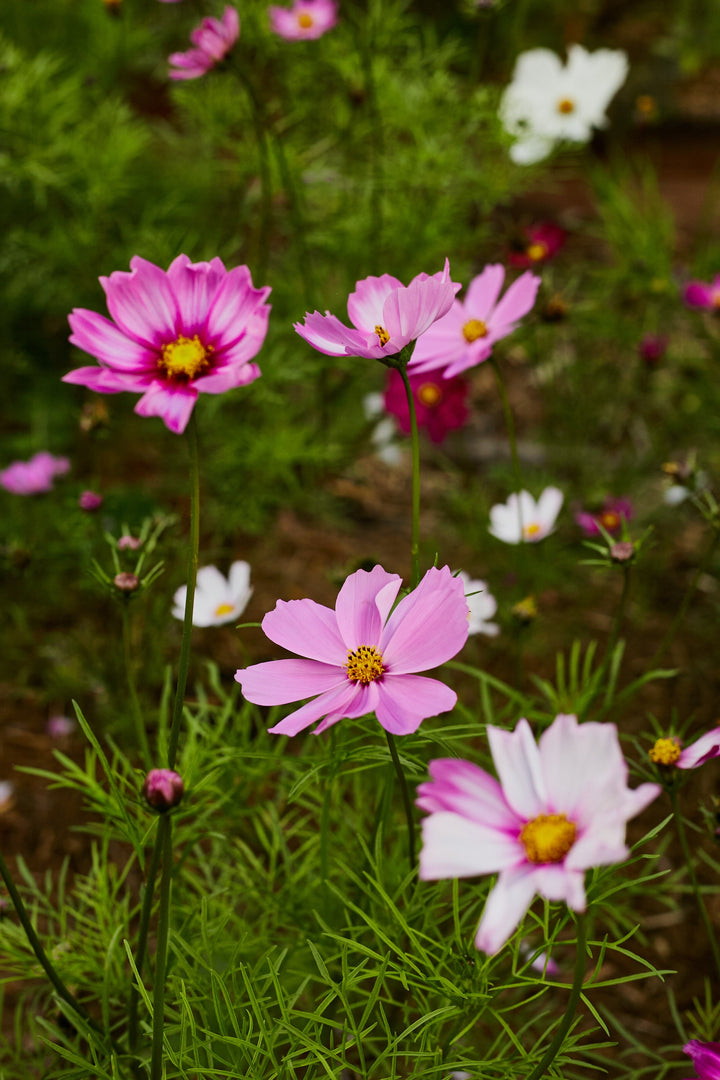 Cosmos Sensation Tall Mix Flower | X 80 Seeds