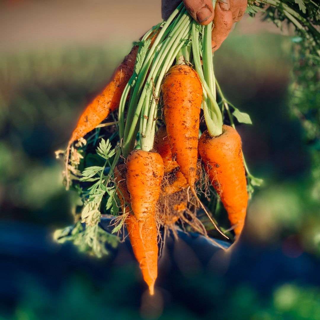 Carrot Scarlet Nantes |