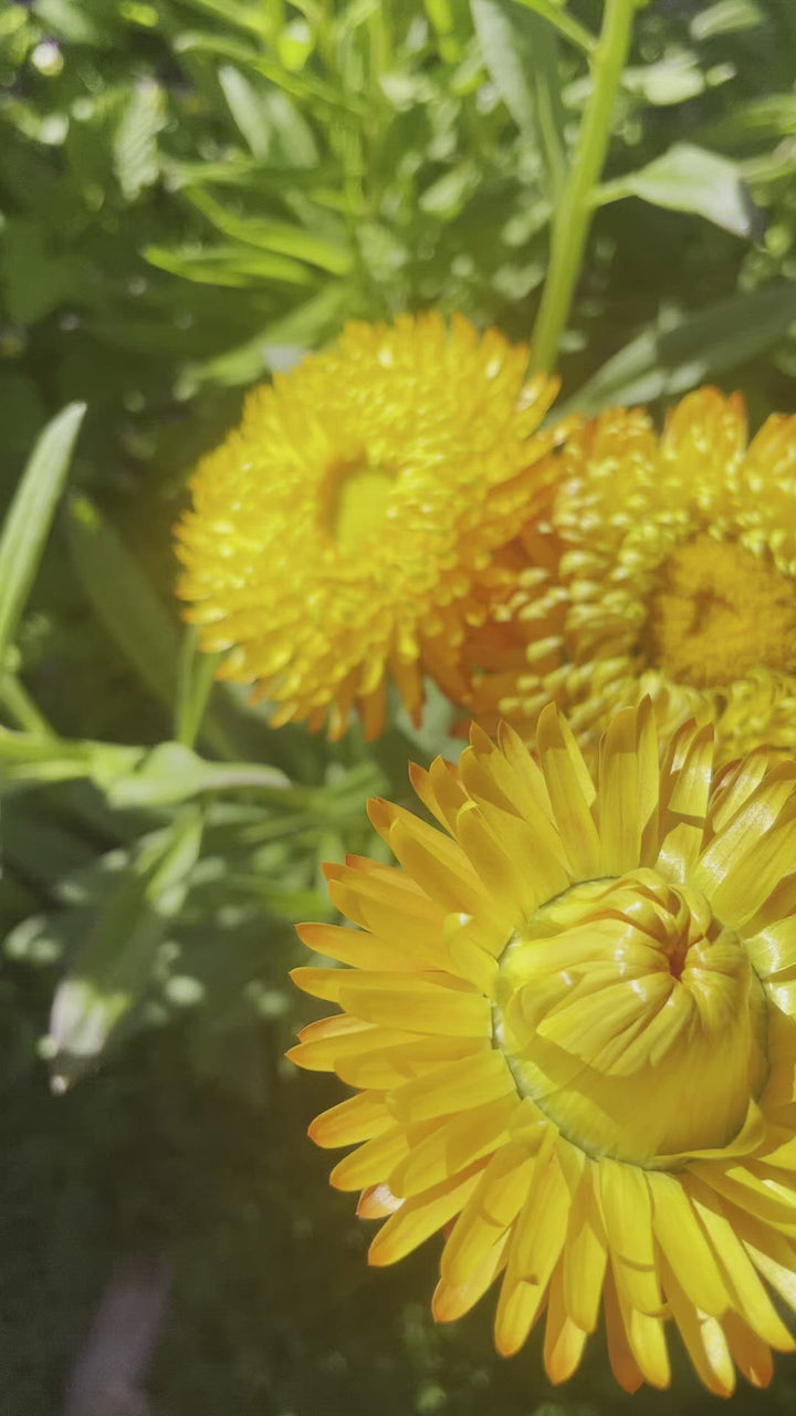 Everlasting Strawflower Orange