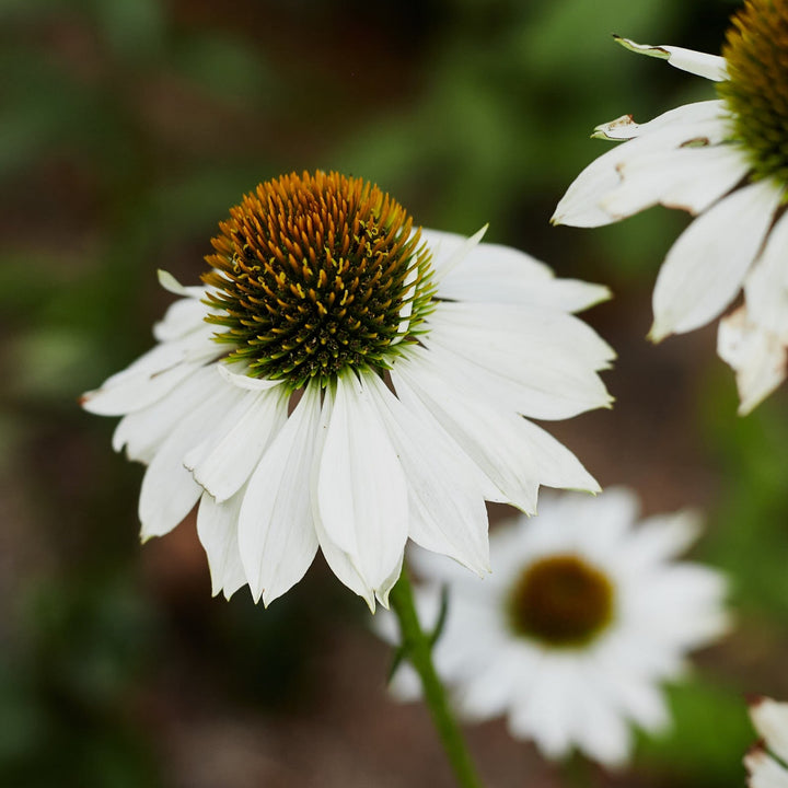 Echinacea White Swan Flower