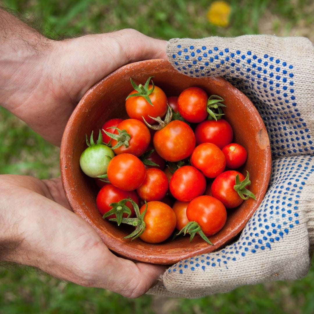 Tomato Riesentraube | x 100 Seeds (Not To WA)