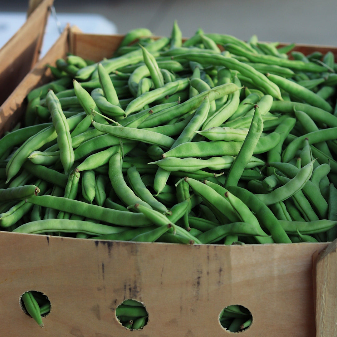 Bean Windsor Long Pod