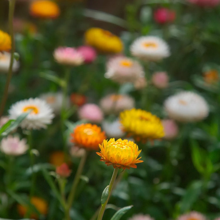Everlasting Strawflower Tom Thumb Mix