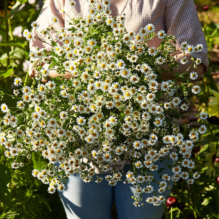 Feverfew Tall Single White Flower Seeds