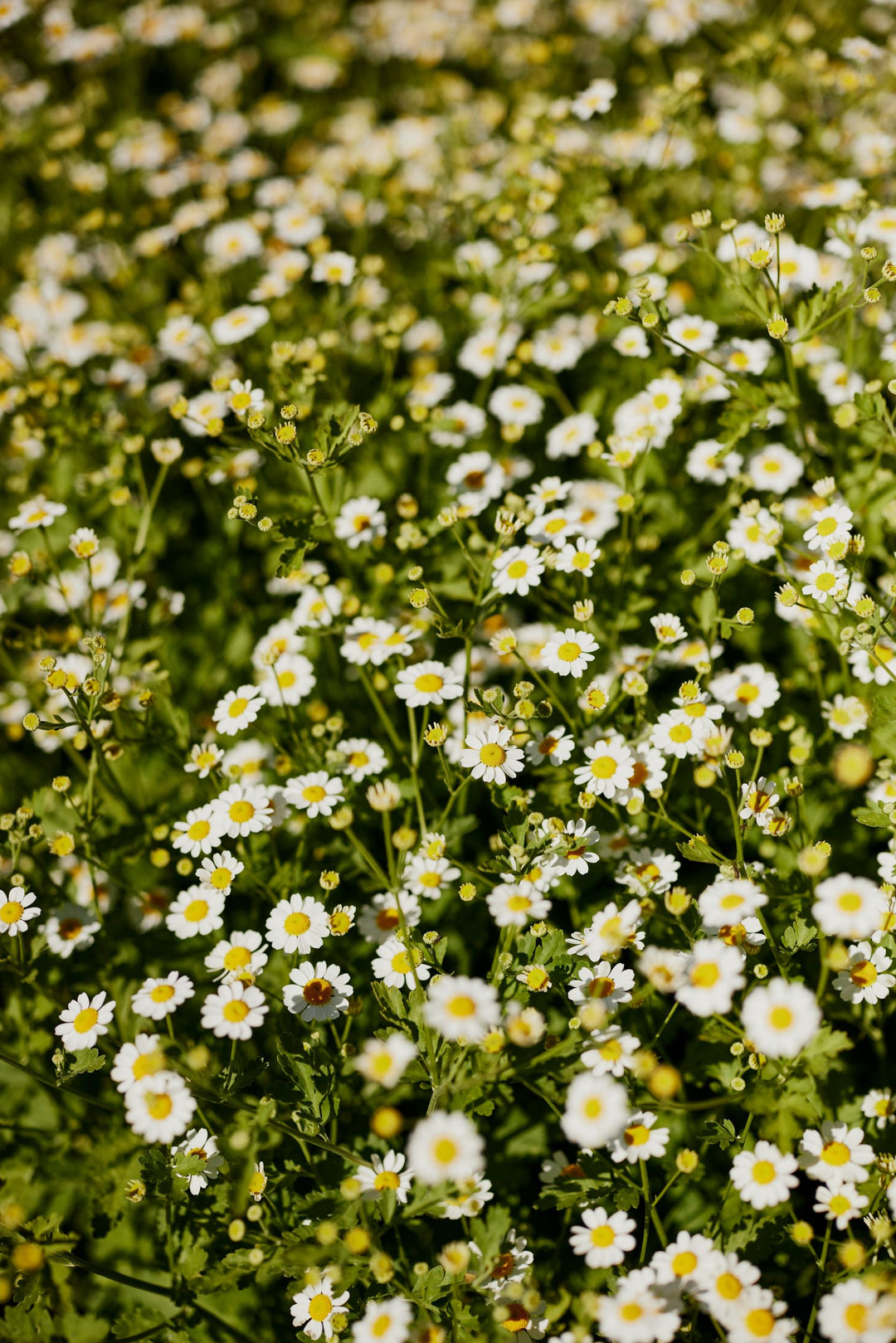 Feverfew Tall Single White Flower Seeds