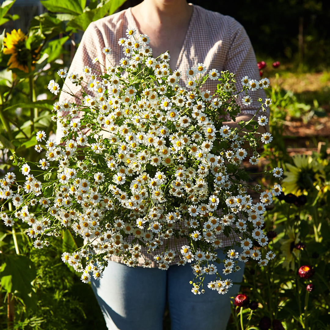 Feverfew Tall Single White Flower Seeds