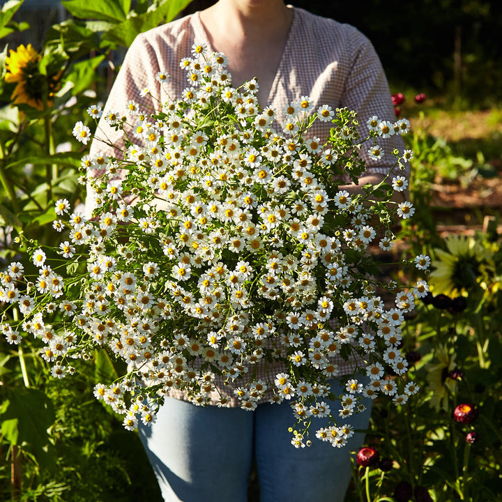 Feverfew Tall Single White Flower Seeds