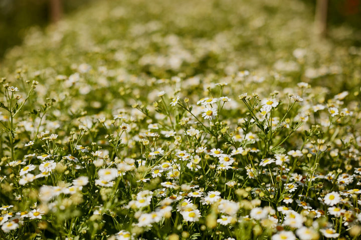 Feverfew Tall Single White Flower Seeds
