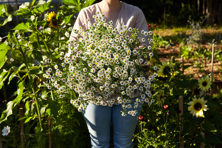 Feverfew Tall Single White Flower Seeds