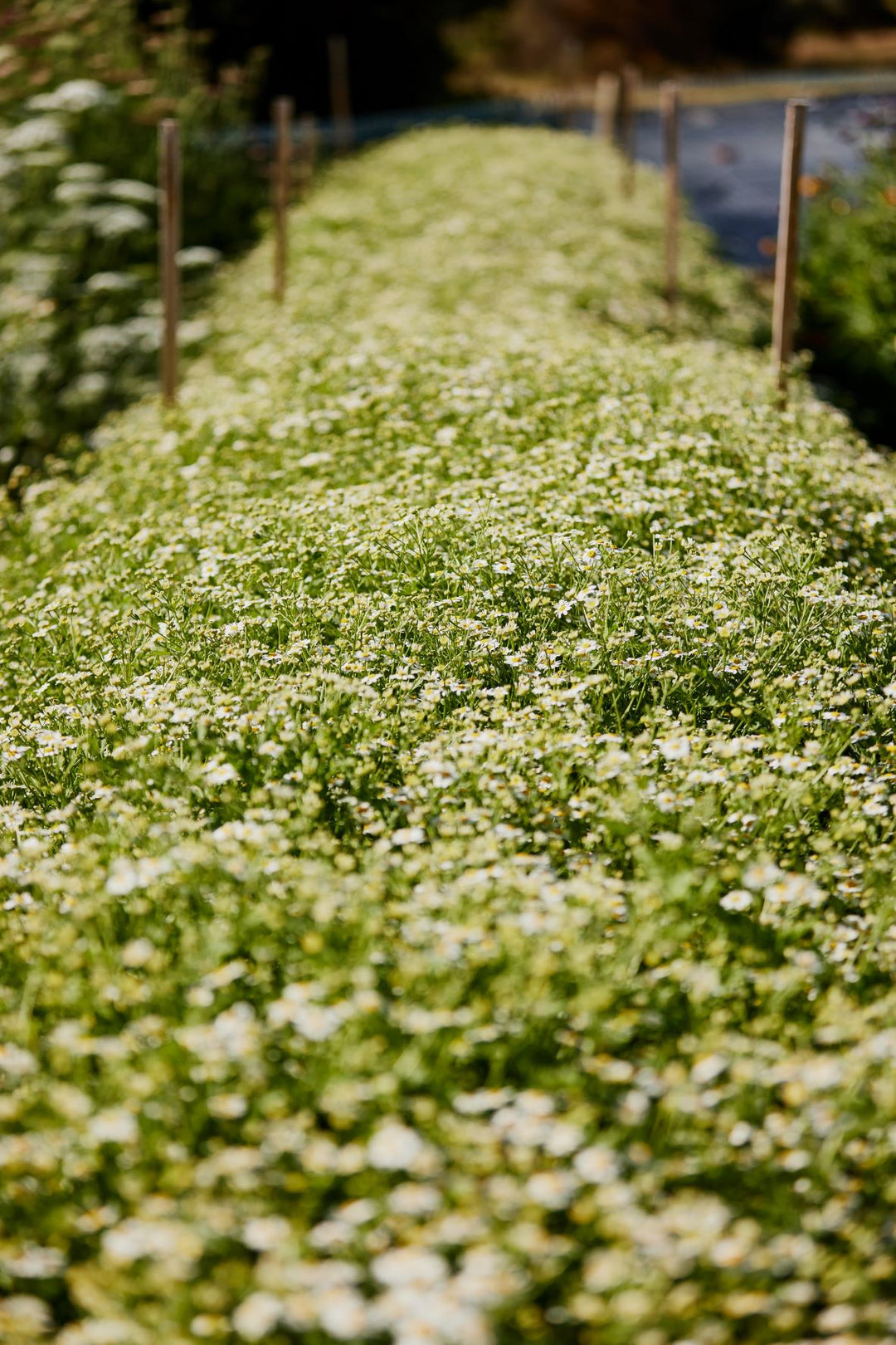 Feverfew Tall Single White Flower