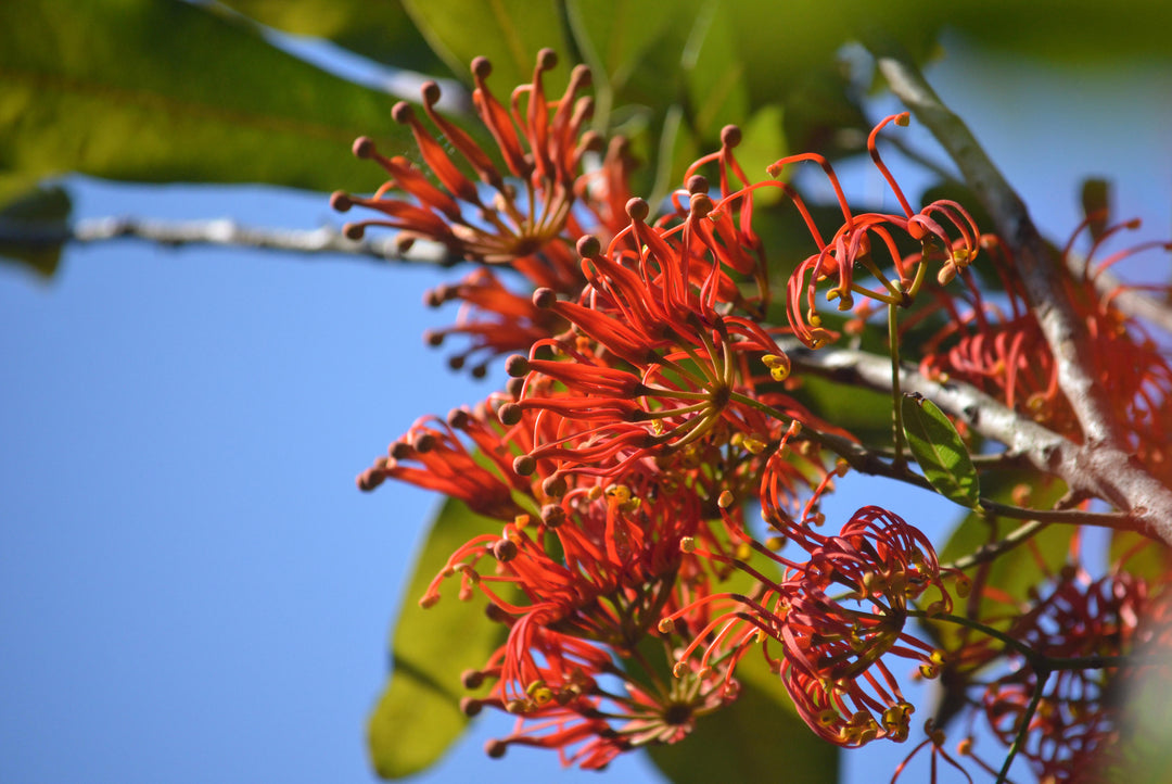 Fire Wheel Tree Stenocarpus sinuatus Australian Native Flower | X 10 Seeds