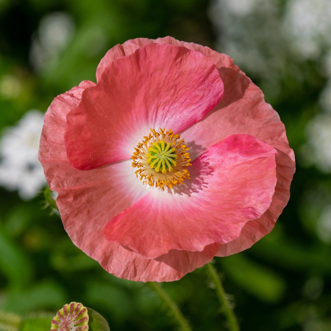 Poppy Shirley Single Mix Flower | X 300-500 Seeds