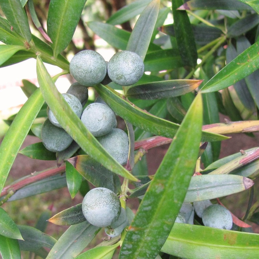 Illawarra Plum Australian Native