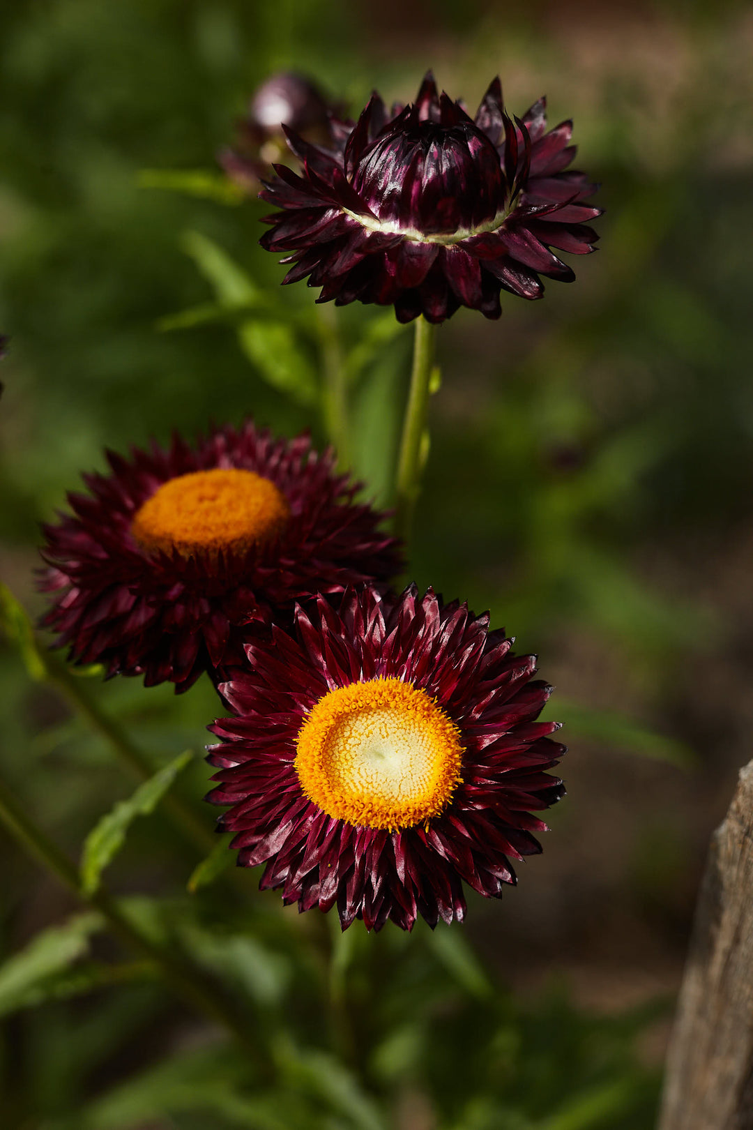Everlasting Strawflower Purple Red Dragon Fire