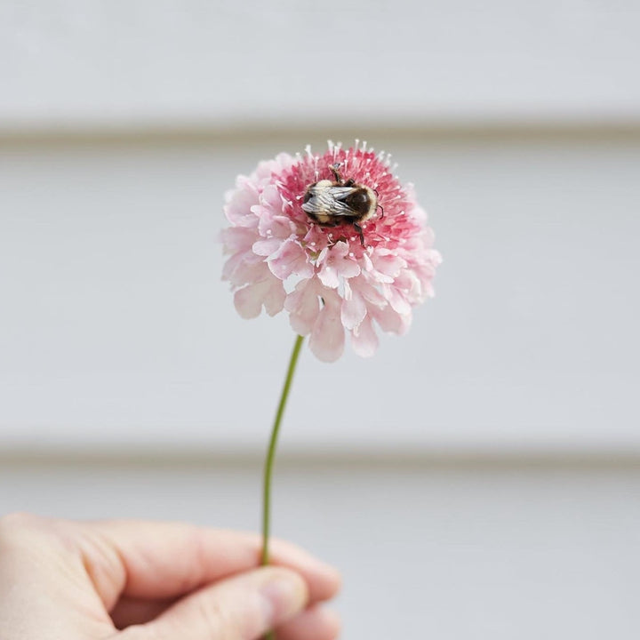 Scabiosa Salmon Rose Pincushion Flower | X 40 Seeds