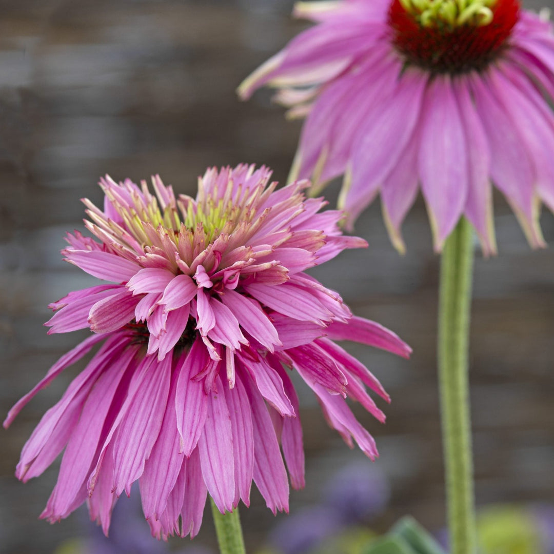 Echinacea Purpurea Paradiso Super-Duper Flower | X 15 Seeds