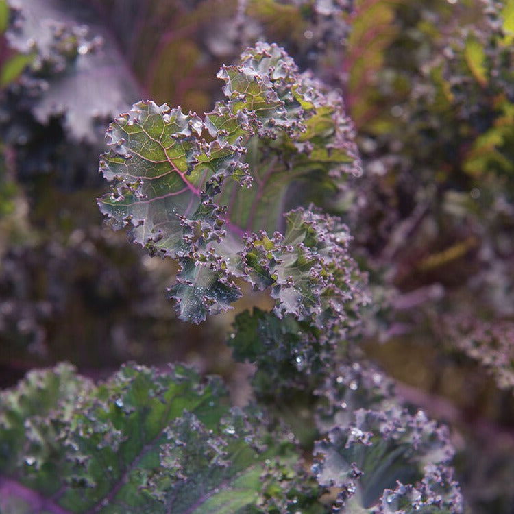 Kale Red Russian