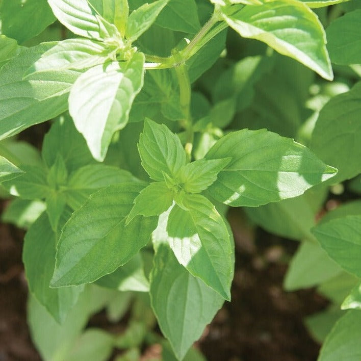 Basil Lemon Herb x 200 seeds Veggie Flower Garden Seeds