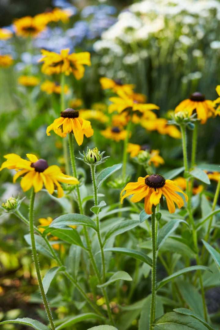 Rudbeckia Hirta Marmalade Flower