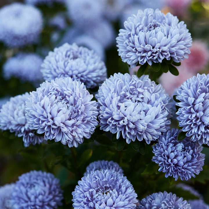 Aster Lady Coral Lavender China Flower