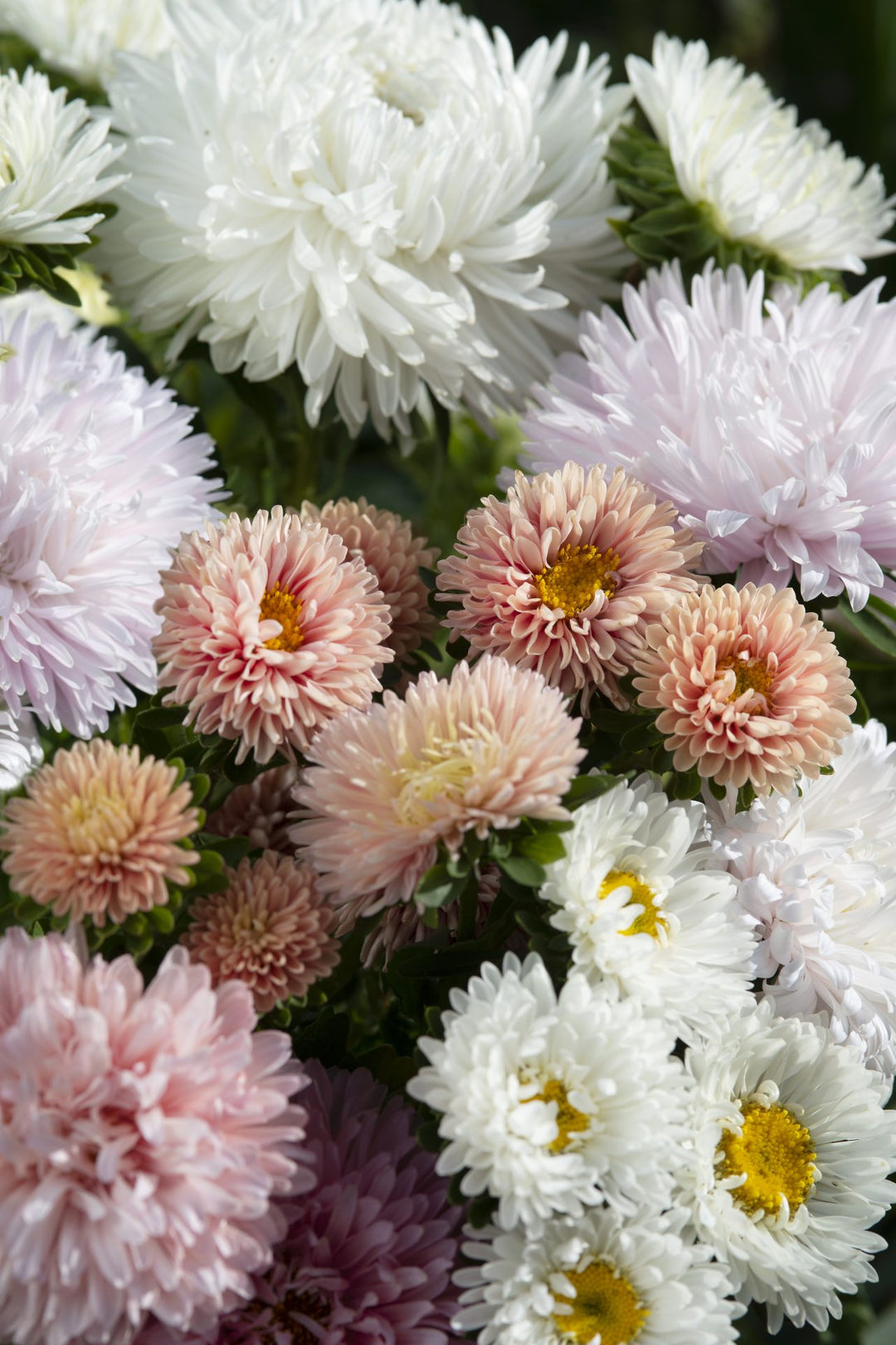 Aster The Roses Mix Flower